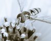 Schwebfliege (small).jpg