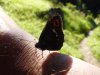 Schmetterling.jpg