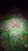 Screenshot_20191020-124742_Gallery.jpg Screenshot_20191020-124742_Gallery.jpg