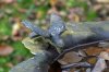 DSC06211 neu.jpg