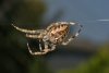 DSC07217PE1024.jpg