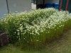 DSCN0931.JPG