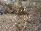 DSCN1246.JPG