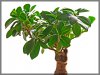 bonsai_gl_800.jpg