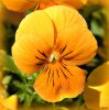 Blumen 003-1.jpg