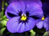 Blumen 004-1.jpg