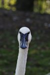 Tierpark Ströhen (23).JPG