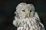Tierpark Ströhen Habichtskauz (2).JPG