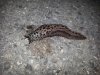 Schnecke.jpg