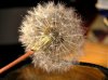 Pusteblume 003-1.jpg