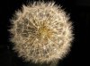Pusteblume 007-1.jpg