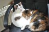 Katzen001.jpg