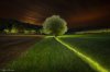 enlightendTree.jpg