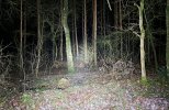 Wald Lumin.jpg Wald Lumin.jpg