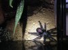spider.jpg