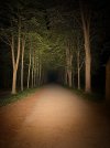 FireFlies 01.jpg