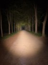FireFlies 02.jpg