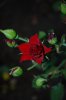 DSC_0038_resize.jpg