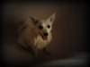 DSC03858-1.jpg
