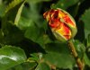 Rose201-999.jpg