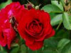 DSC_0164.JPG