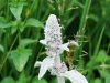 DSC_0165.JPG