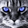 Fifi-blue-eye.jpg