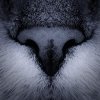 Cat Nose (klein).jpg