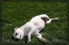 comp_Buddy Gina_1521.jpg