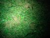 DSC02913.jpg