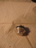 Resize of IMG_1743.JPG