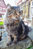 mietze.gif