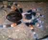 Brachypelma Smithi nach Häutung Mai 2012 (3).jpg