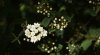DSC01388 ne.jpg