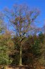 Baum mit Bank.jpg