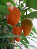 habanerobuqc9.jpg