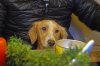 DSC02185 neu.jpg