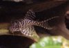 Hypancistrus sp. L 333.jpg
