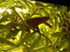 frosch.jpg