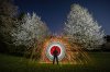 Cherry Blossoms1.jpg