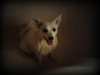 DSC03858-1.jpg