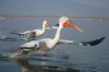 DSC_0098.jpg