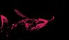 DSC01740 rot.jpg