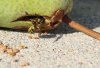 IMG_0974.jpg