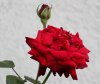 IMG_0272.jpg