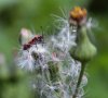 IMG_0595.jpg