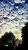 IMG_4271.PNG