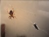 Spinne  1.2.jpg