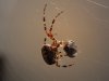 Spinne  4.2.jpg