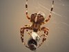 Spinne  5.2.jpg